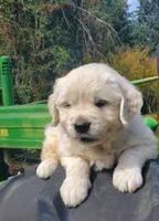 Charles, a male Golden Retriever for sale in Potlatch, ID – 2 of 5