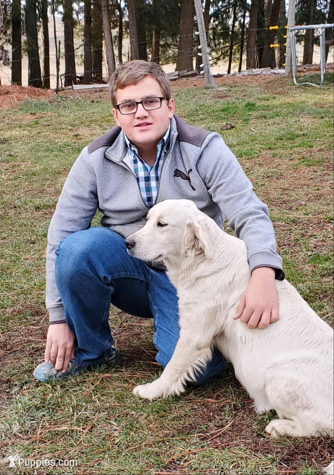 Silver, a male Golden Retriever for sale in Potlatch, ID – Photo 4 of 4