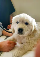Ingalls, a male Golden Retriever for sale in Potlatch, ID – 2 of 5