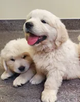 Ingalls, a male Golden Retriever for sale in Potlatch, ID – 3 of 5