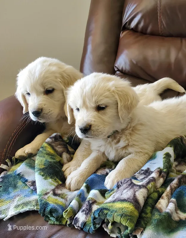 Azure – Golden Retriever puppy for sale in Potlatch, ID