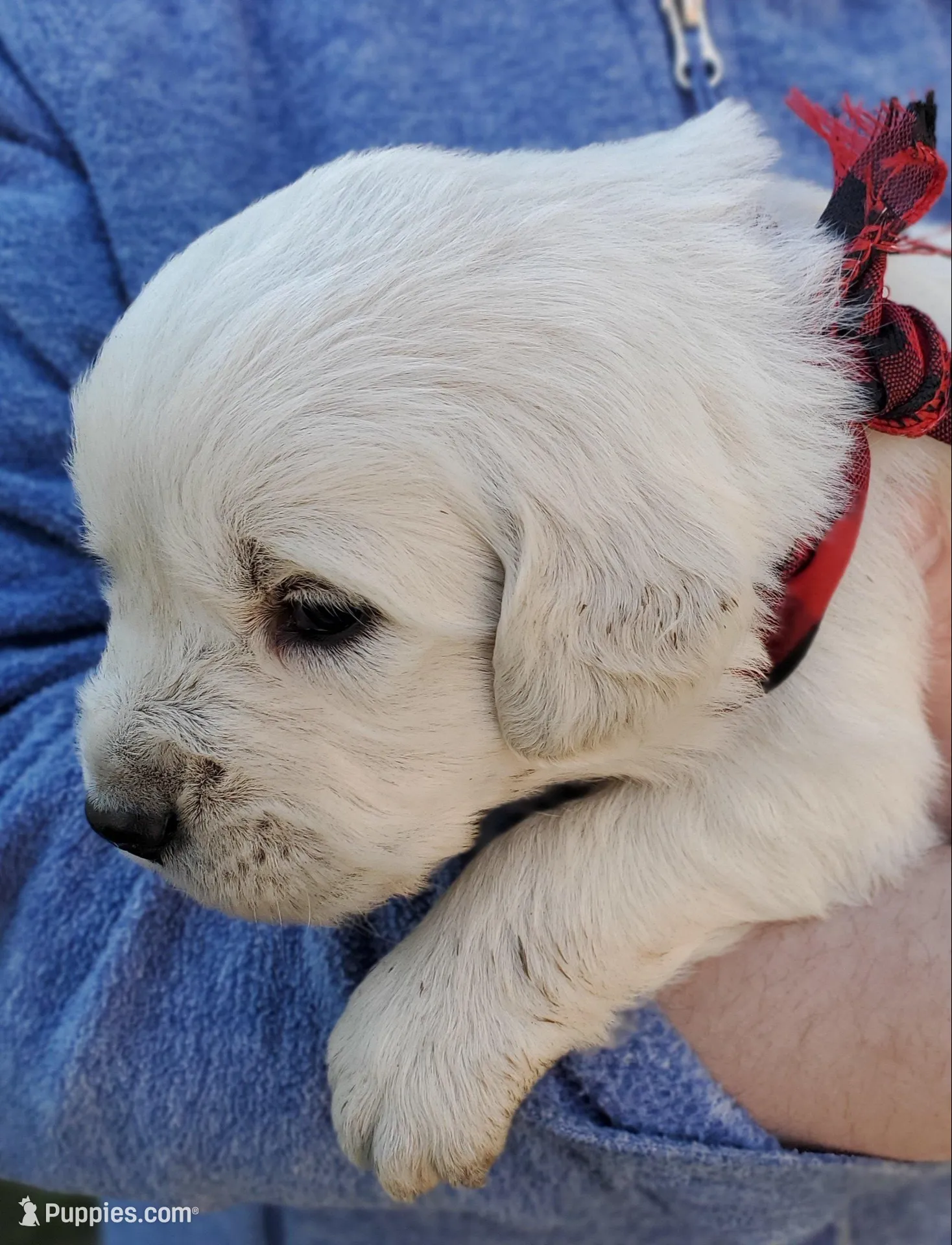 Sky, a male Golden Retriever for sale in Potlatch, ID – Photo 1 of 4