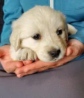 Azure, a male Golden Retriever for sale in Potlatch, ID – Photo 1 of 4