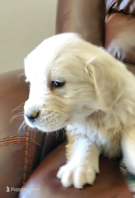 Azure – Golden Retriever puppy for sale in Potlatch, ID