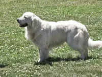 Ingalls, a male Golden Retriever for sale in Potlatch, ID – 5 of 5
