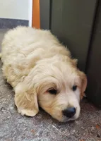 Charles, a male Golden Retriever for sale in Potlatch, ID – 4 of 5