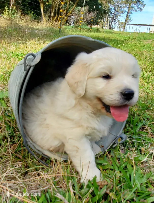 Ingalls – Golden Retriever puppy for sale in Potlatch, ID