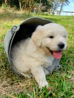 Ingalls, a male Golden Retriever for sale in Potlatch, ID – 1 of 5