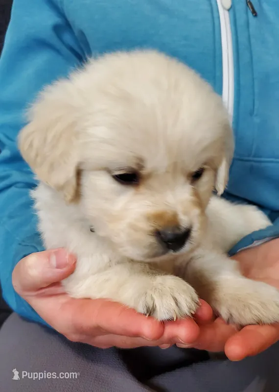 Sky – Golden Retriever puppy for sale in Potlatch, ID