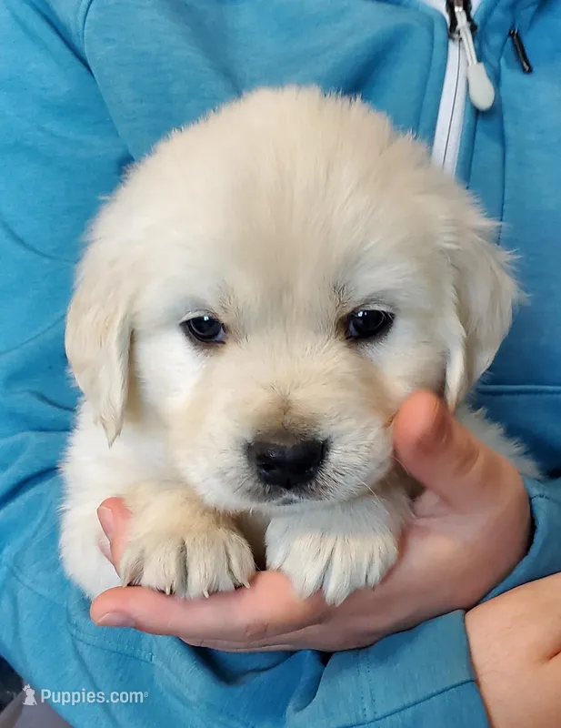 Dove – Golden Retriever puppy on hold in Potlatch, ID