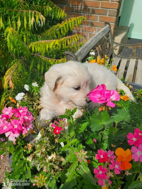 Laura – Golden Retriever puppy for sale in Potlatch, ID