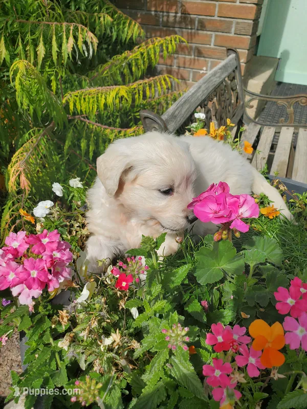 Laura – Golden Retriever puppy for sale in Potlatch, ID