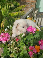 Laura, a female Golden Retriever for sale in Potlatch, ID – 1 of 5