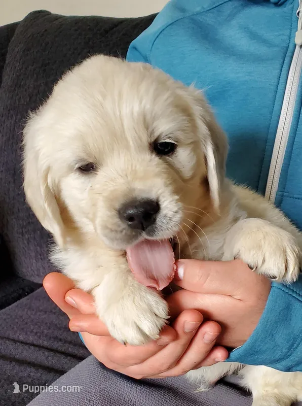 Silver – Golden Retriever puppy for sale in Potlatch, ID