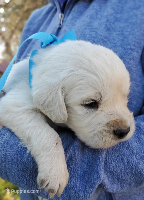 Silver – Golden Retriever puppy for sale in Potlatch, ID