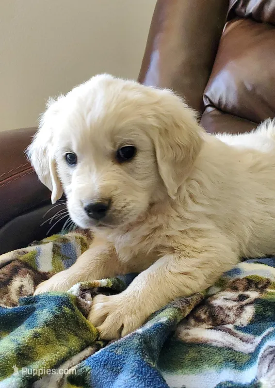 Silver – Golden Retriever puppy for sale in Potlatch, ID