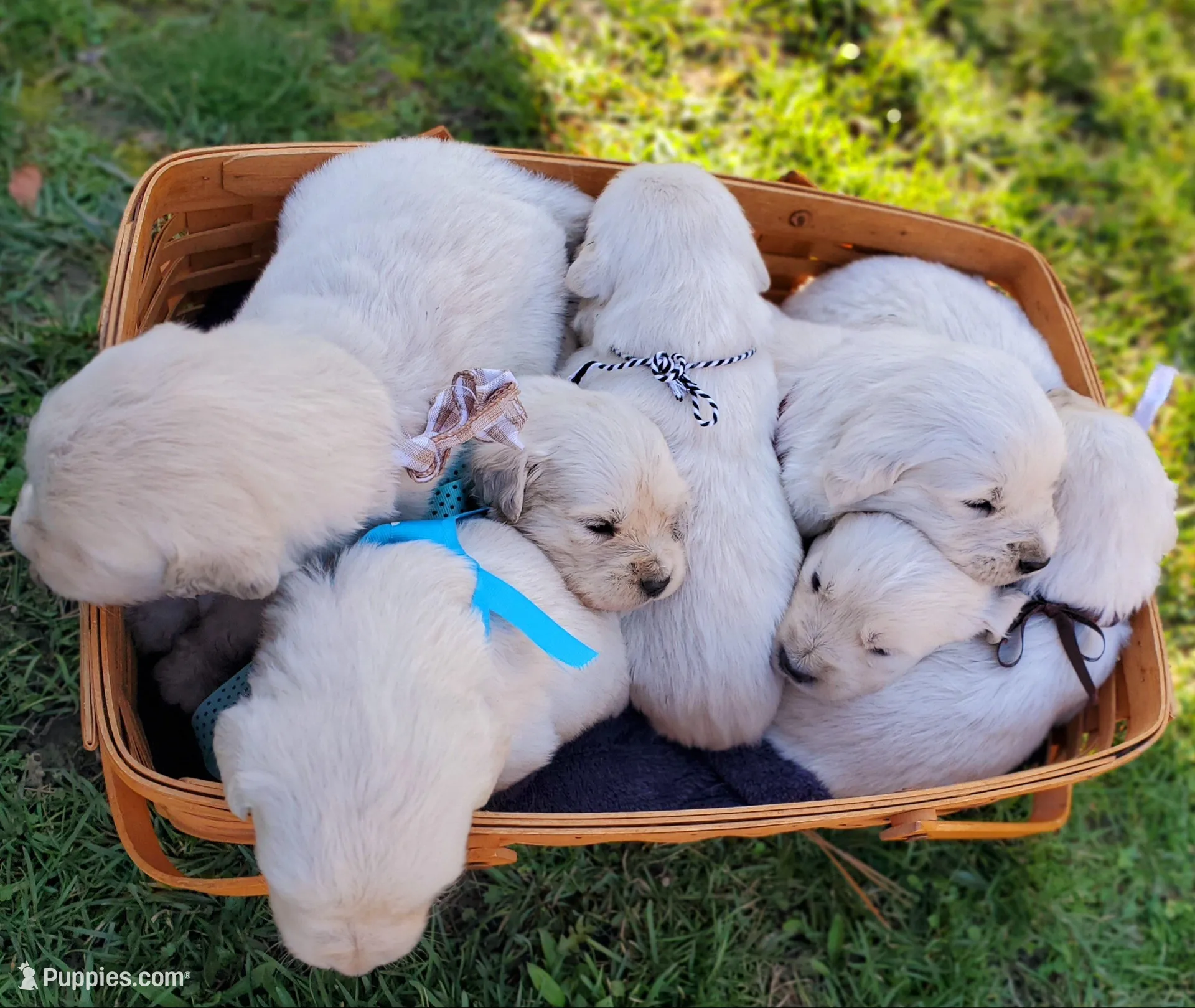 Forest, a male Golden Retriever for sale in Potlatch, ID – Photo 2 of 4