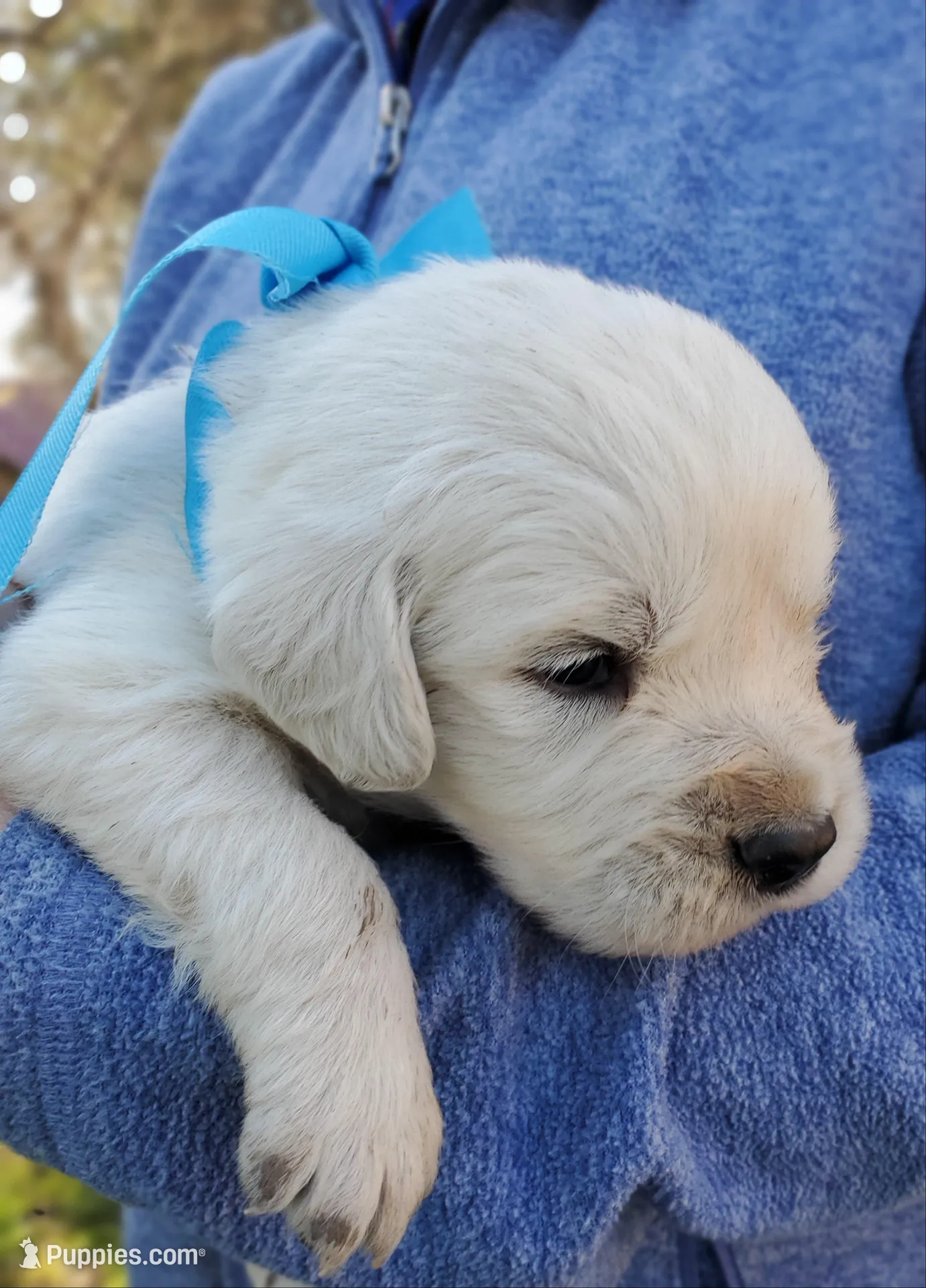 Silver – Golden Retriever puppy for sale in Potlatch, ID