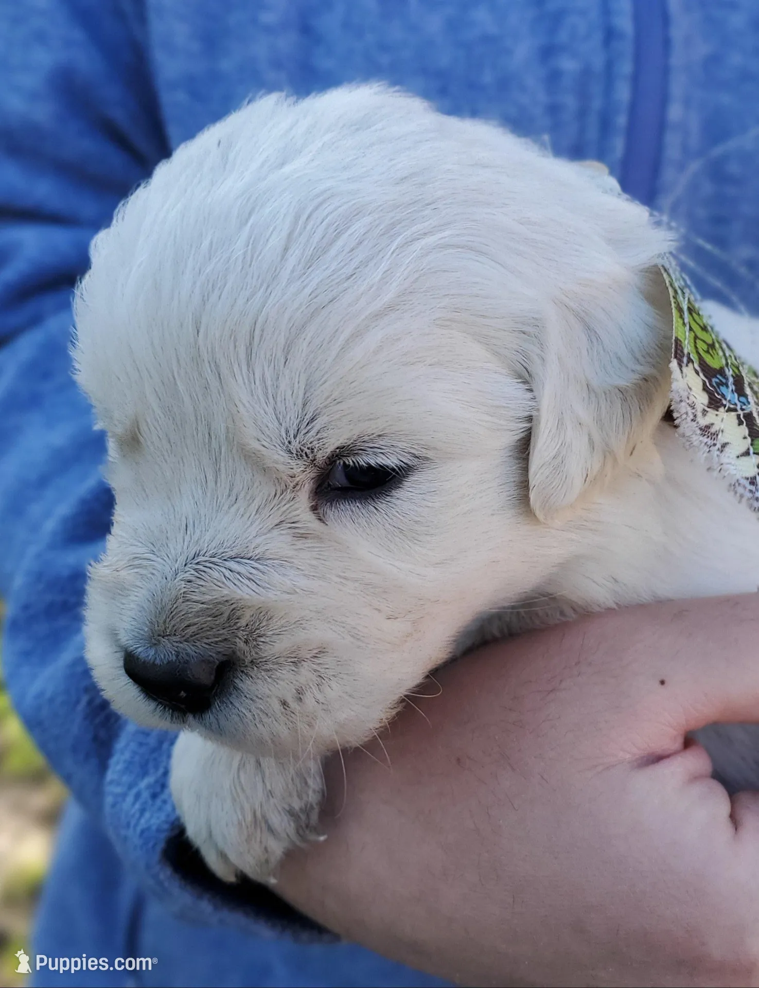 Violet – Golden Retriever puppy for sale in Potlatch, ID