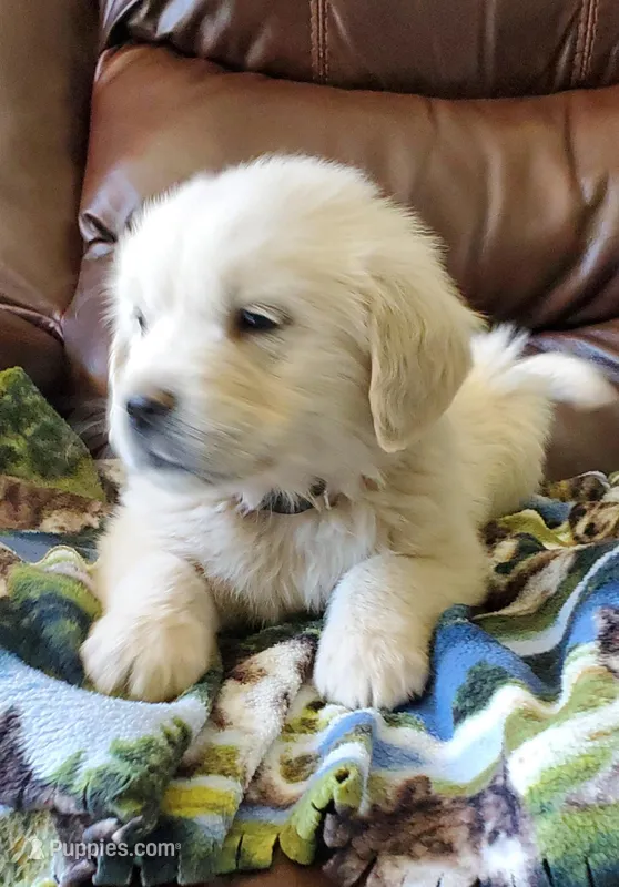 Ocean – English Cream Golden Retriever puppy for sale in Potlatch, ID