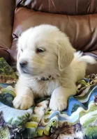 Ocean, a male English Cream Golden Retriever for sale in Potlatch, ID – Photo 1 of 5
