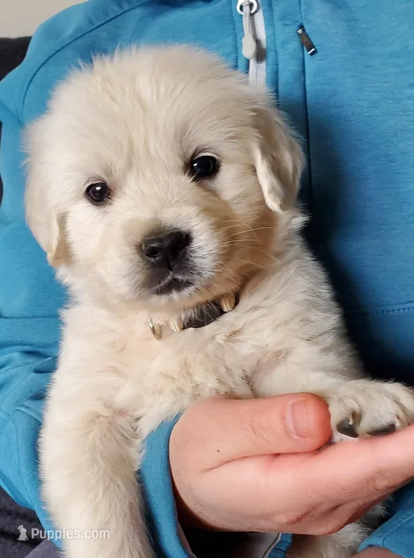 Sage – English Cream Golden Retriever puppy for sale in Potlatch, ID