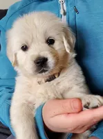 Sage, a male English Cream Golden Retriever for sale in Potlatch, ID – Photo 1 of 4