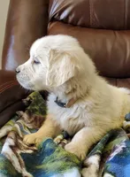 Ocean, a male English Cream Golden Retriever for sale in Potlatch, ID – Photo 2 of 5