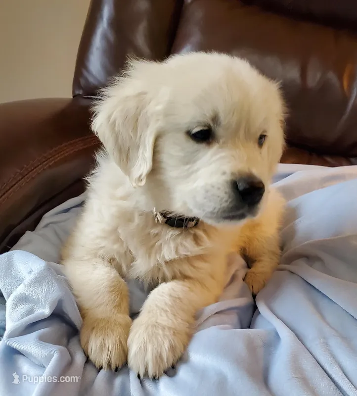 Ocean – Golden Retriever puppy for sale in Potlatch, ID