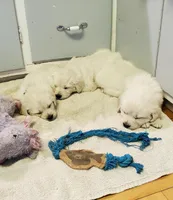 Sage, a male English Cream Golden Retriever for sale in Potlatch, ID – Photo 4 of 4