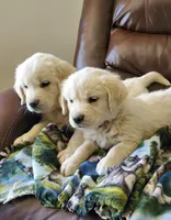 Ocean, a male English Cream Golden Retriever for sale in Potlatch, ID – Photo 3 of 5