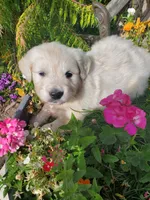 Laura, a female Golden Retriever for sale in Potlatch, ID – 2 of 5