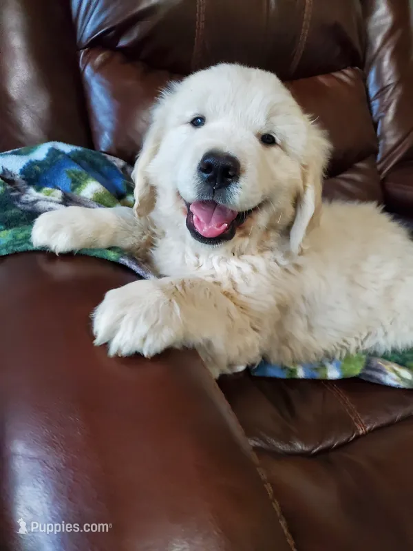 Pioneer – Golden Retriever puppy for sale in Potlatch, ID