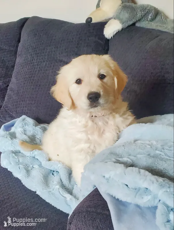 Laura – Golden Retriever puppy for sale in Potlatch, ID