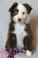 Prada, a female Miniature Australian Shepherd for sale in Waseca, MN – 1 of 4