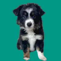 Fettuccine, a female Miniature Australian Shepherd for sale in Waseca, MN – Photo 2 of 2