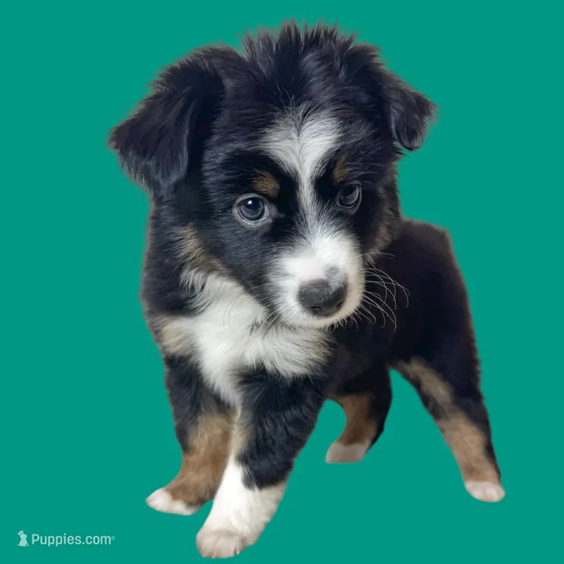 Fettuccine, a female Miniature Australian Shepherd for sale in Waseca, MN – Photo 1 of 2