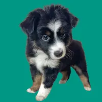 Fettuccine, a female Miniature Australian Shepherd for sale in Waseca, MN – Photo 1 of 2