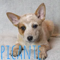 Picante, a male Australian Cattle Dog for sale in Waseca, MN – 3 of 4