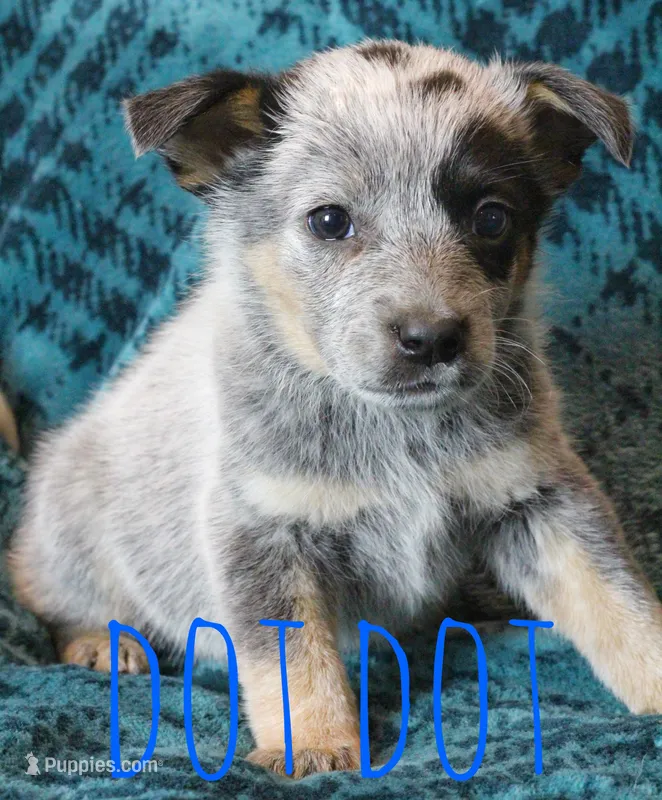 Dot Dot – Australian Cattle Dog puppy for sale in Waseca, MN