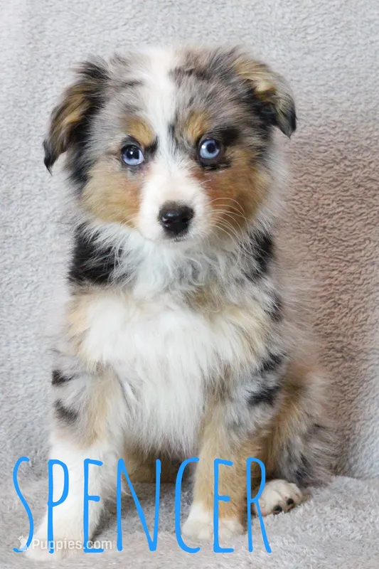 Spencer – Toy Australian Shepherd puppy for sale in Waseca, MN