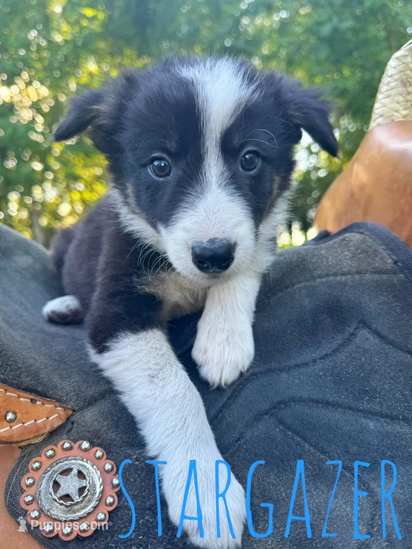 Stargazer – Border Collie puppy for sale in Waseca, MN