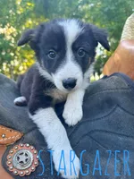 Stargazer, a male Border Collie for sale in Waseca, MN – 1 of 1