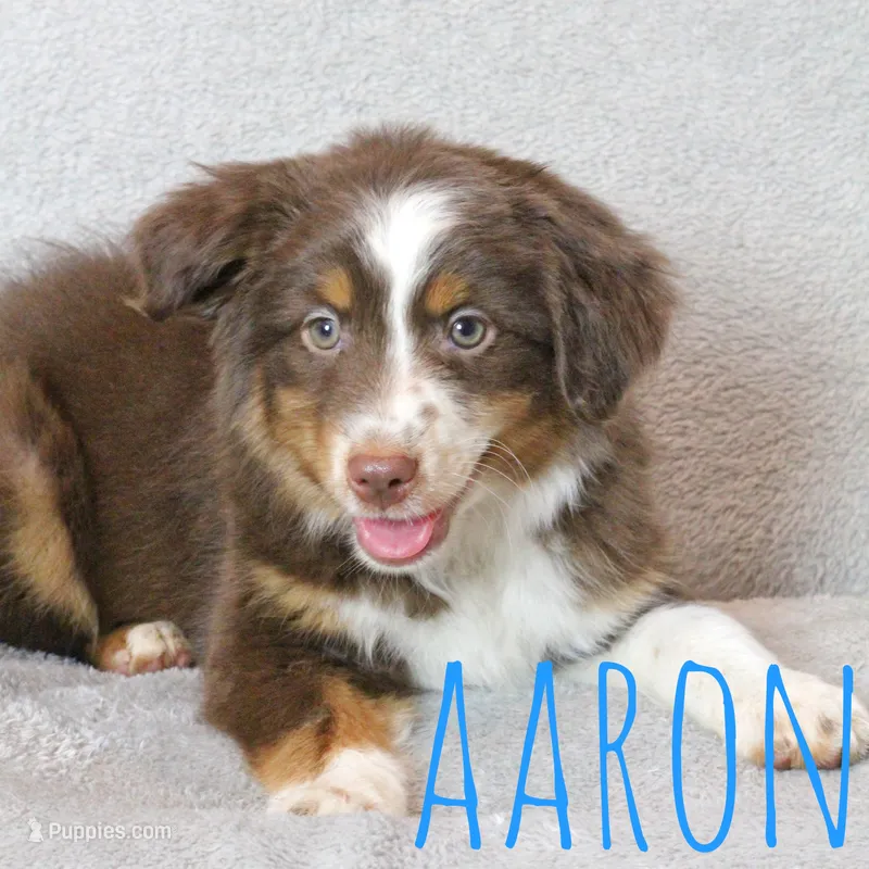 Aaron – Miniature Australian Shepherd puppy for sale in Waseca, MN