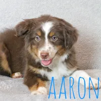 Aaron, a male Miniature Australian Shepherd for sale in Waseca, MN – 1 of 2