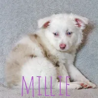 Millie, a female Miniature Australian Shepherd for sale in Waseca, MN – 2 of 2