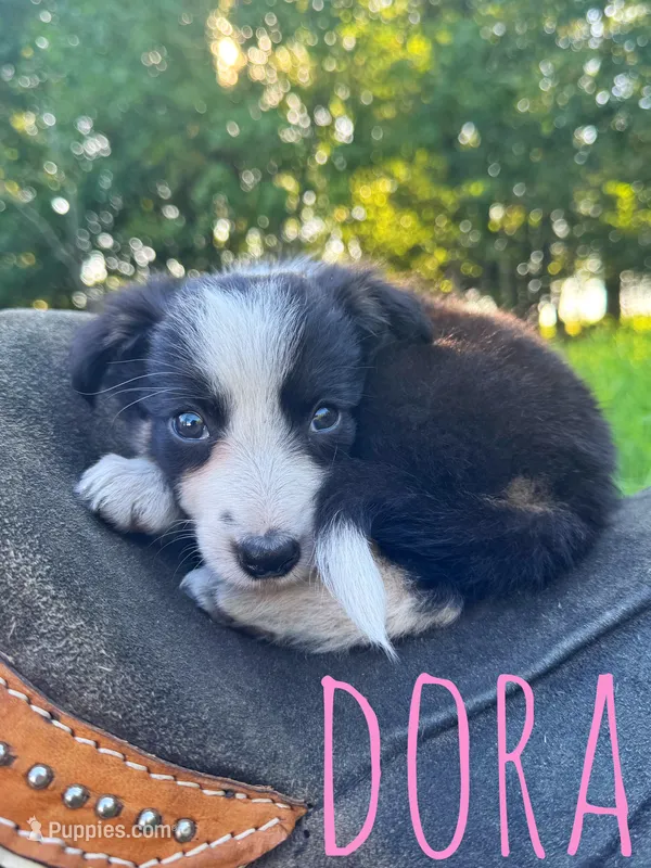 Dora – Border Collie puppy for sale in Waseca, MN