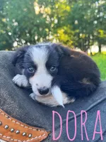 Dora, a female Border Collie for sale in Waseca, MN – 1 of 1