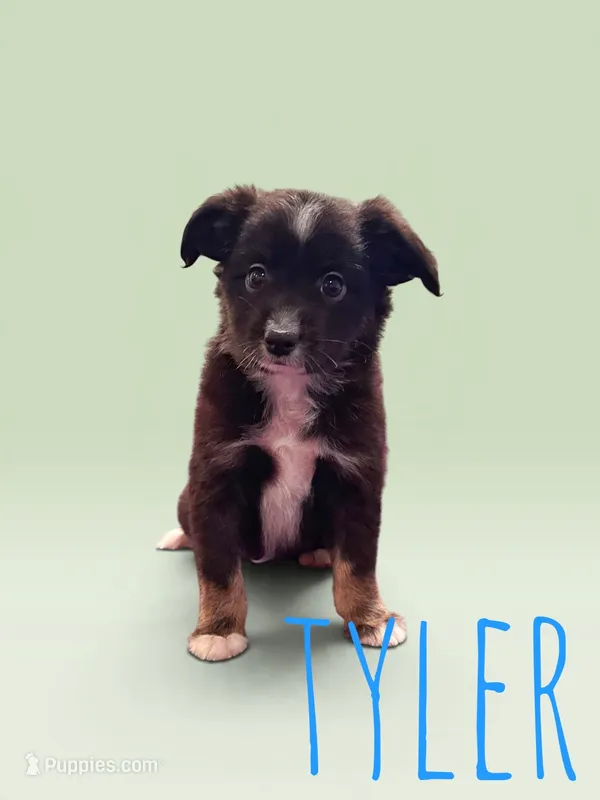 Tyler – Toy Australian Shepherd puppy for sale in Waseca, MN