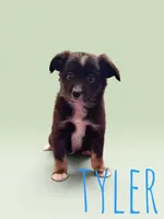 Tyler, a male Toy Australian Shepherd for sale in Waseca, MN – 1 of 1